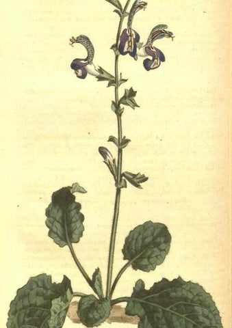 Reproducción/Reproduction 10595942535: Curtis's botanical magazine.. London ;New York [etc.] :Academic Press [etc.]