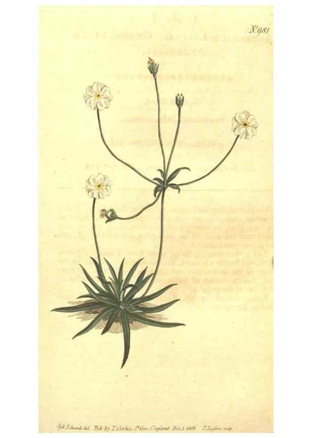 Reproducción/Reproduction 10595982493: Curtis's botanical magazine.. London ;New York [etc.] :Academic Press [etc.]