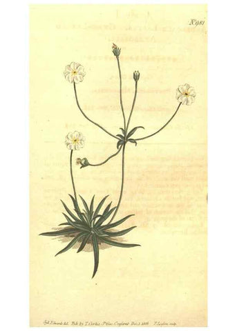 Reproducción/Reproduction 10595982493: Curtis's botanical magazine.. London ;New York [etc.] :Academic Press [etc.]