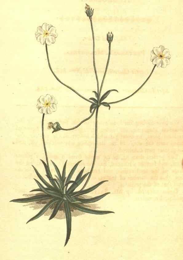 Reproducción/Reproduction 10595982493: Curtis's botanical magazine.. London ;New York [etc.] :Academic Press [etc.]