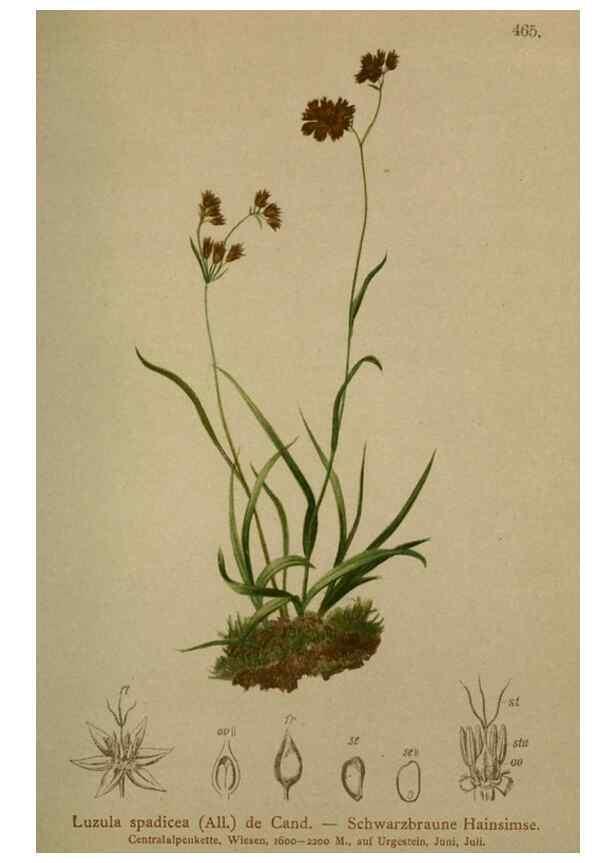 Reproducción/Reproduction 10424494406: Atlas der Alpenflora /. Wien :Eigenthum und Verlag des Deutschen und Oesterr. Alpenvereins,1882.