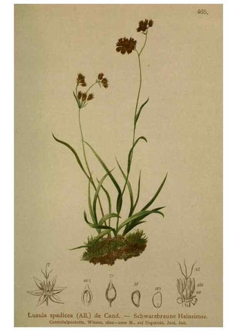 Reproducción/Reproduction 10424494406: Atlas der Alpenflora /. Wien :Eigenthum und Verlag des Deutschen und Oesterr. Alpenvereins,1882.