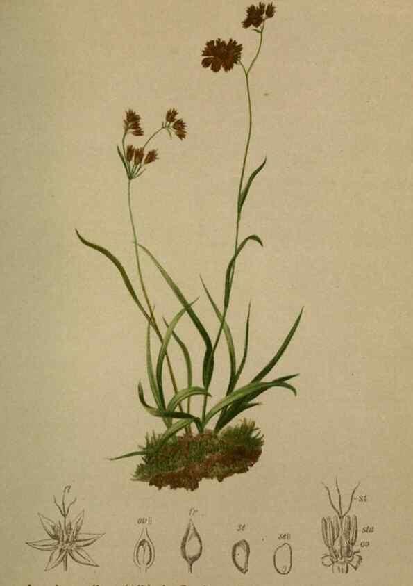 Reproducción/Reproduction 10424494406: Atlas der Alpenflora /. Wien :Eigenthum und Verlag des Deutschen und Oesterr. Alpenvereins,1882.