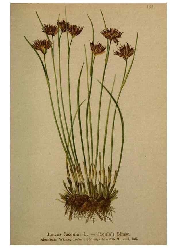 Reproducción/Reproduction 10424471194: Atlas der Alpenflora /. Wien :Eigenthum und Verlag des Deutschen und Oesterr. Alpenvereins,1882.