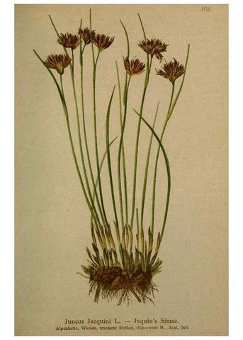 Reproducción/Reproduction 10424471194: Atlas der Alpenflora /. Wien :Eigenthum und Verlag des Deutschen und Oesterr. Alpenvereins,1882.
