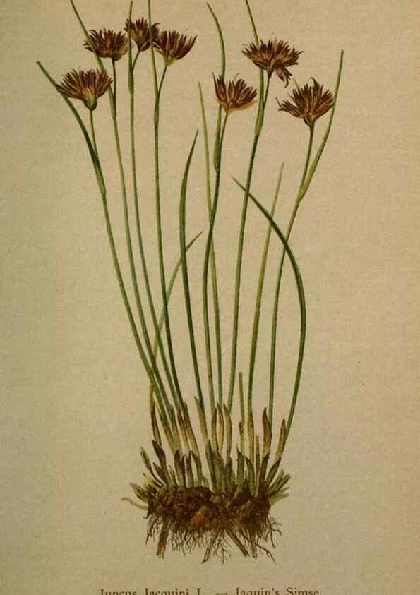 Reproducción/Reproduction 10424471194: Atlas der Alpenflora /. Wien :Eigenthum und Verlag des Deutschen und Oesterr. Alpenvereins,1882.