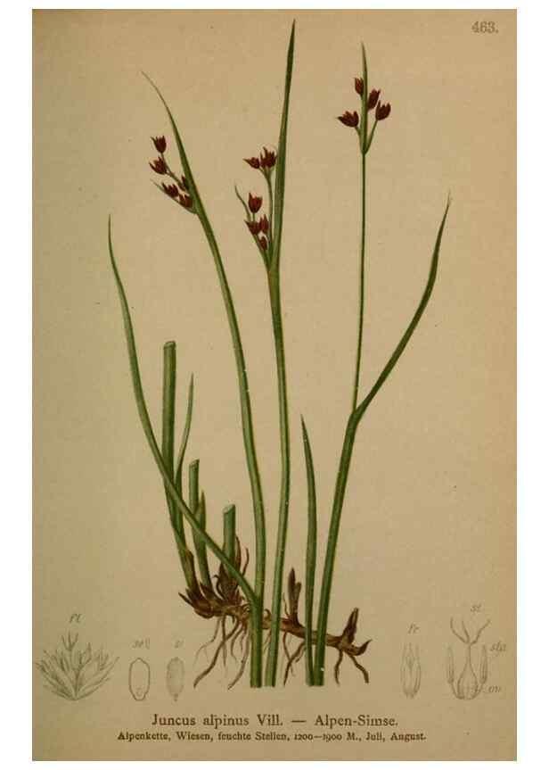 Reproducción/Reproduction 10424466924: Atlas der Alpenflora /. Wien :Eigenthum und Verlag des Deutschen und Oesterr. Alpenvereins,1882.