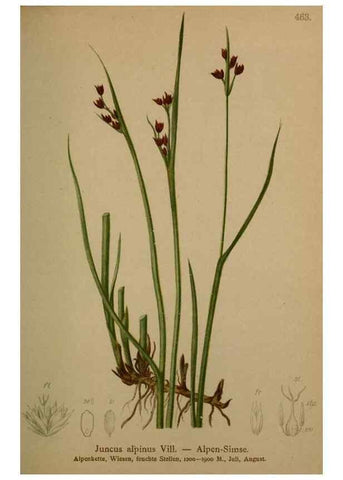 Reproducción/Reproduction 10424466924: Atlas der Alpenflora /. Wien :Eigenthum und Verlag des Deutschen und Oesterr. Alpenvereins,1882.
