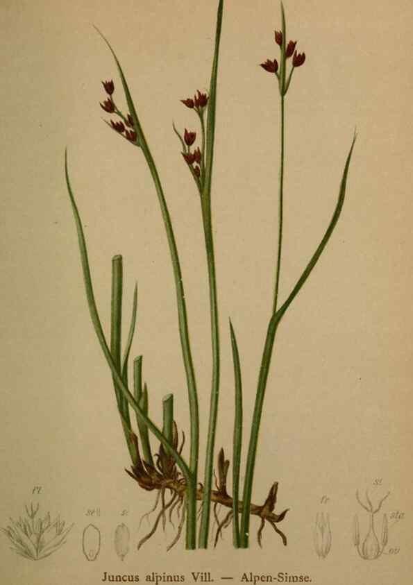 Reproducción/Reproduction 10424466924: Atlas der Alpenflora /. Wien :Eigenthum und Verlag des Deutschen und Oesterr. Alpenvereins,1882.