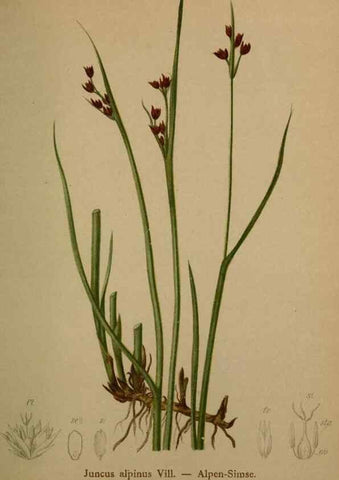 Reproducción/Reproduction 10424466924: Atlas der Alpenflora /. Wien :Eigenthum und Verlag des Deutschen und Oesterr. Alpenvereins,1882.