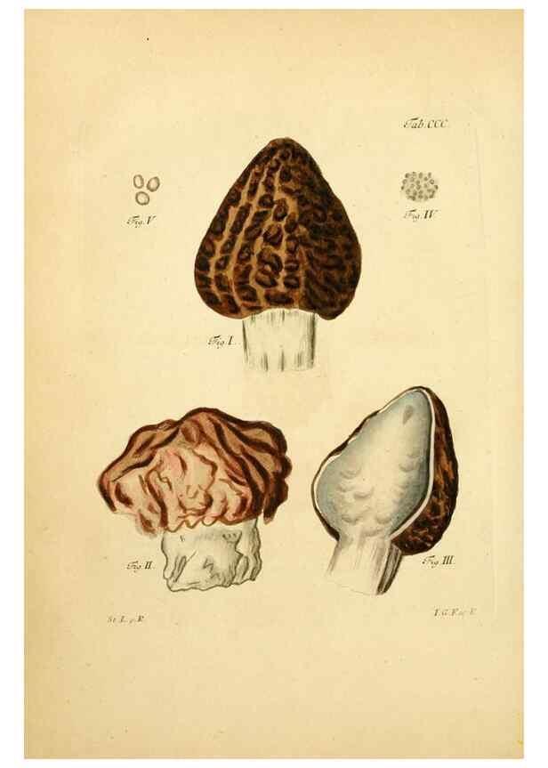 Reproducción/Reproduction 10315416594: Fungorum qui in Bavaria et Palatinatu circa Ratisbonam nascuntur icones, nativis coloribus expressae.. Erlangae,Apud J.J. Palmium,1800.
