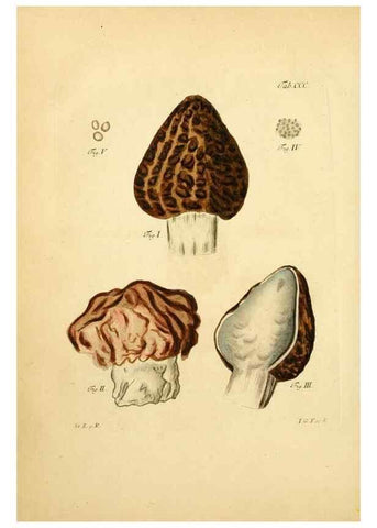 Reproducción/Reproduction 10315416594: Fungorum qui in Bavaria et Palatinatu circa Ratisbonam nascuntur icones, nativis coloribus expressae.. Erlangae,Apud J.J. Palmium,1800.
