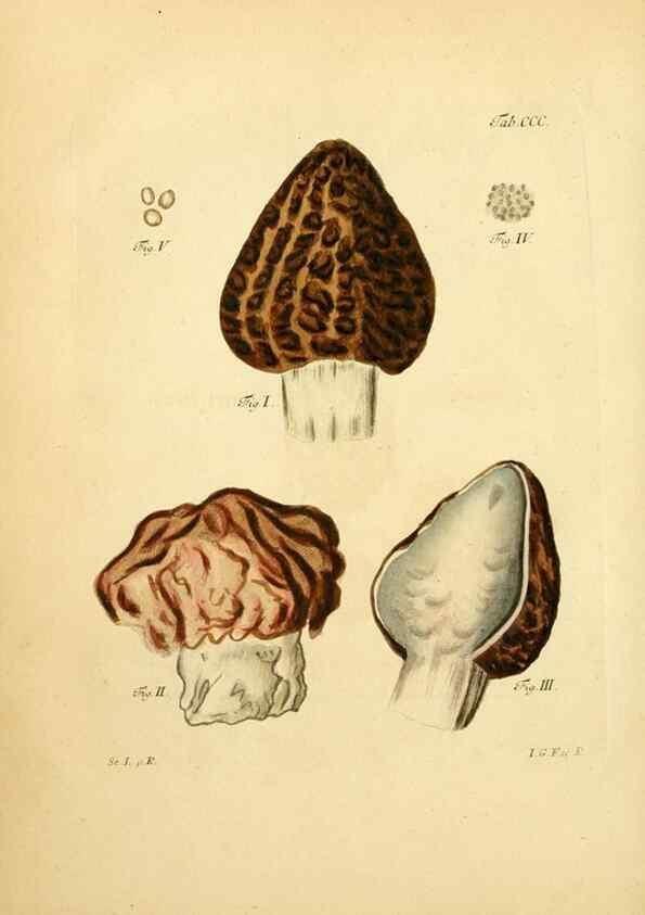 Reproducción/Reproduction 10315416594: Fungorum qui in Bavaria et Palatinatu circa Ratisbonam nascuntur icones, nativis coloribus expressae.. Erlangae,Apud J.J. Palmium,1800.