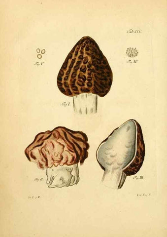 Reproducción/Reproduction 10315416594: Fungorum qui in Bavaria et Palatinatu circa Ratisbonam nascuntur icones, nativis coloribus expressae.. Erlangae,Apud J.J. Palmium,1800.