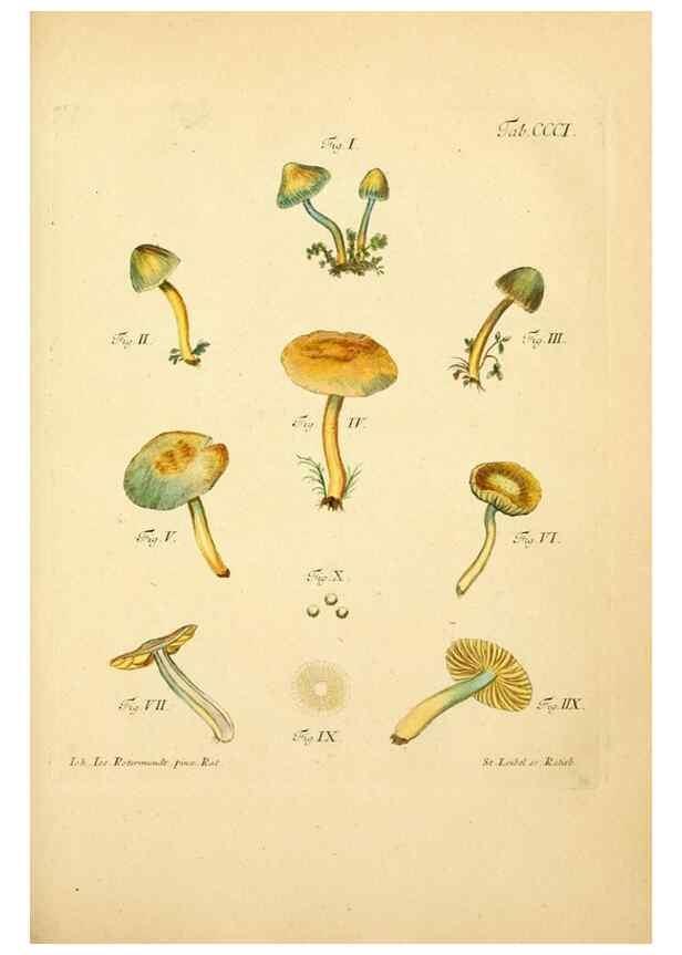 Reproducción/Reproduction 10315420904: Fungorum qui in Bavaria et Palatinatu circa Ratisbonam nascuntur icones, nativis coloribus expressae.. Erlangae,Apud J.J. Palmium,1800.