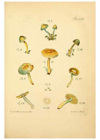 Reproducción/Reproduction 10315420904: Fungorum qui in Bavaria et Palatinatu circa Ratisbonam nascuntur icones, nativis coloribus expressae.. Erlangae,Apud J.J. Palmium,1800.