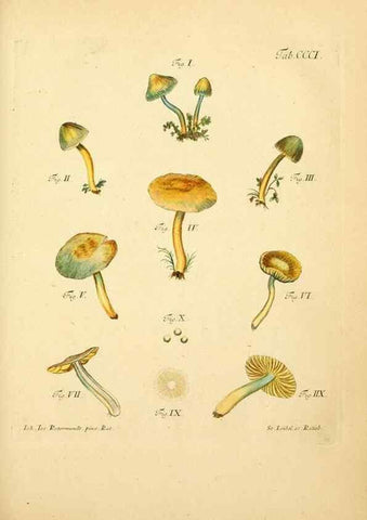 Reproducción/Reproduction 10315420904: Fungorum qui in Bavaria et Palatinatu circa Ratisbonam nascuntur icones, nativis coloribus expressae.. Erlangae,Apud J.J. Palmium,1800.