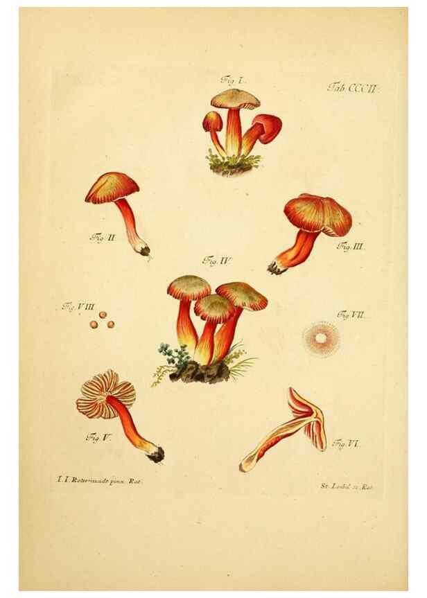 Reproducción/Reproduction 10315452645: Fungorum qui in Bavaria et Palatinatu circa Ratisbonam nascuntur icones, nativis coloribus expressae.. Erlangae,Apud J.J. Palmium,1800.