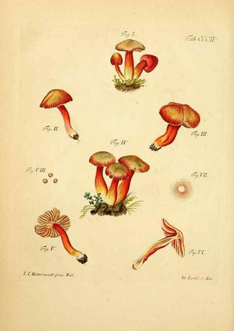 Reproducción/Reproduction 10315452645: Fungorum qui in Bavaria et Palatinatu circa Ratisbonam nascuntur icones, nativis coloribus expressae.. Erlangae,Apud J.J. Palmium,1800.