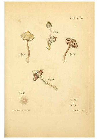 Reproducción/Reproduction 10315617113: Fungorum qui in Bavaria et Palatinatu circa Ratisbonam nascuntur icones, nativis coloribus expressae.. Erlangae,Apud J.J. Palmium,1800.