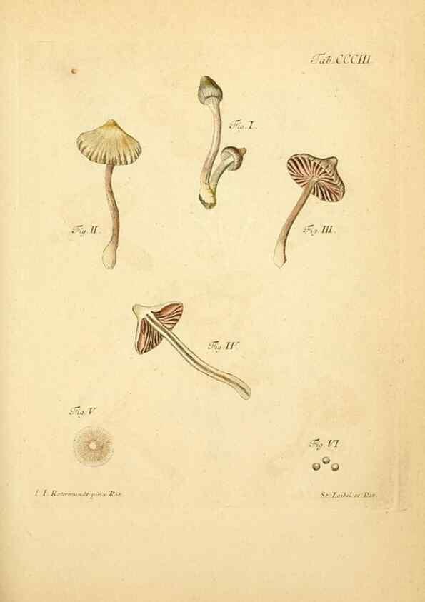 Reproducción/Reproduction 10315617113: Fungorum qui in Bavaria et Palatinatu circa Ratisbonam nascuntur icones, nativis coloribus expressae.. Erlangae,Apud J.J. Palmium,1800.