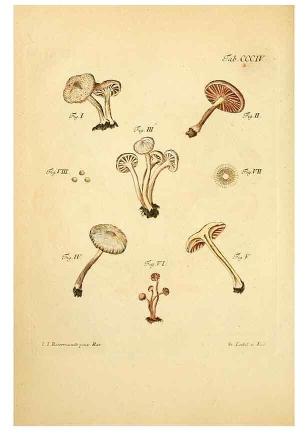 Reproducción/Reproduction 10315621433: Fungorum qui in Bavaria et Palatinatu circa Ratisbonam nascuntur icones, nativis coloribus expressae.. Erlangae,Apud J.J. Palmium,1800.