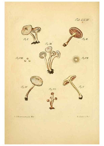 Reproducción/Reproduction 10315621433: Fungorum qui in Bavaria et Palatinatu circa Ratisbonam nascuntur icones, nativis coloribus expressae.. Erlangae,Apud J.J. Palmium,1800.