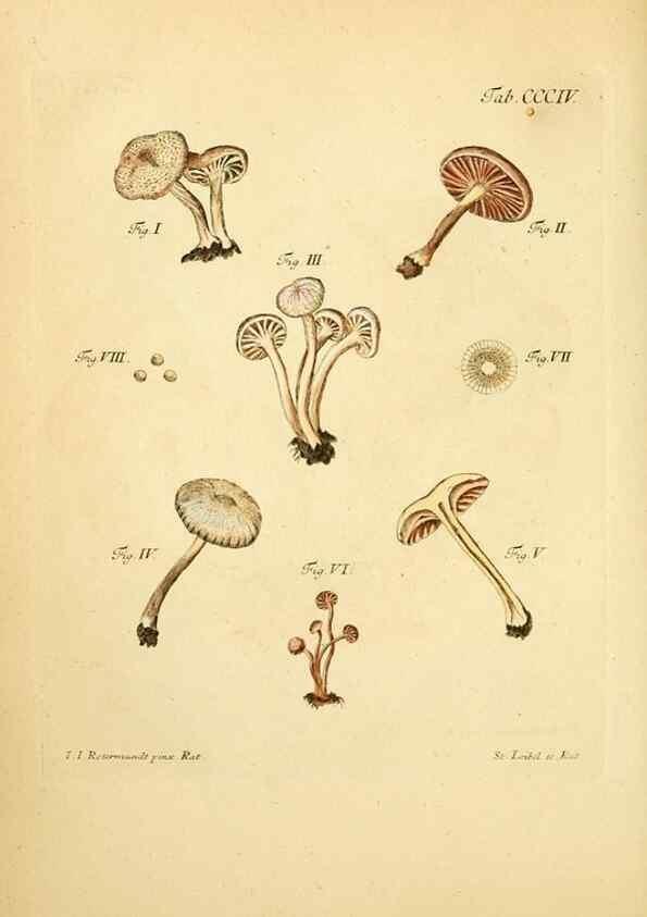 Reproducción/Reproduction 10315621433: Fungorum qui in Bavaria et Palatinatu circa Ratisbonam nascuntur icones, nativis coloribus expressae.. Erlangae,Apud J.J. Palmium,1800.