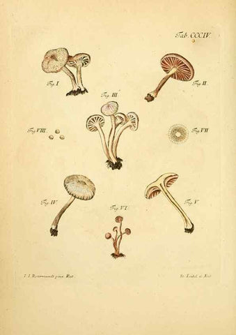 Reproducción/Reproduction 10315621433: Fungorum qui in Bavaria et Palatinatu circa Ratisbonam nascuntur icones, nativis coloribus expressae.. Erlangae,Apud J.J. Palmium,1800.
