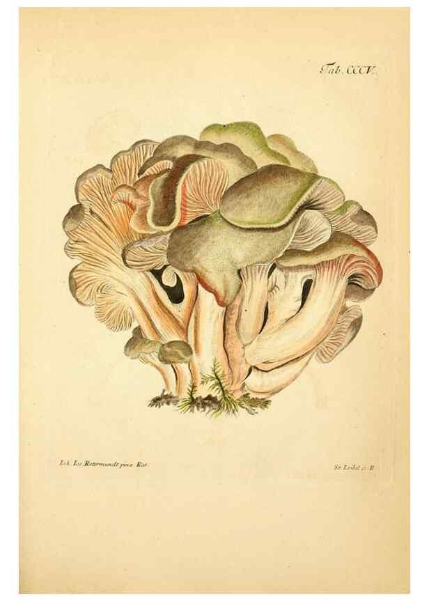 Reproducción/Reproduction 10315626233: Fungorum qui in Bavaria et Palatinatu circa Ratisbonam nascuntur icones, nativis coloribus expressae.. Erlangae,Apud J.J. Palmium,1800.