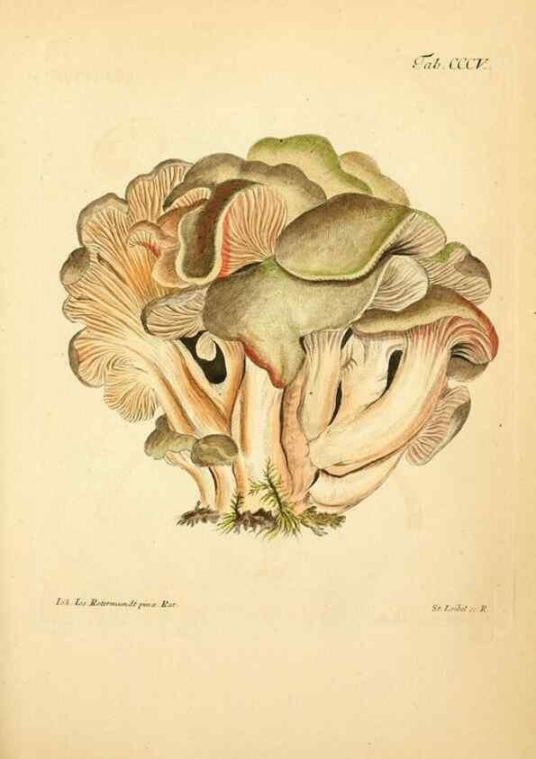 Reproducción/Reproduction 10315626233: Fungorum qui in Bavaria et Palatinatu circa Ratisbonam nascuntur icones, nativis coloribus expressae.. Erlangae,Apud J.J. Palmium,1800.