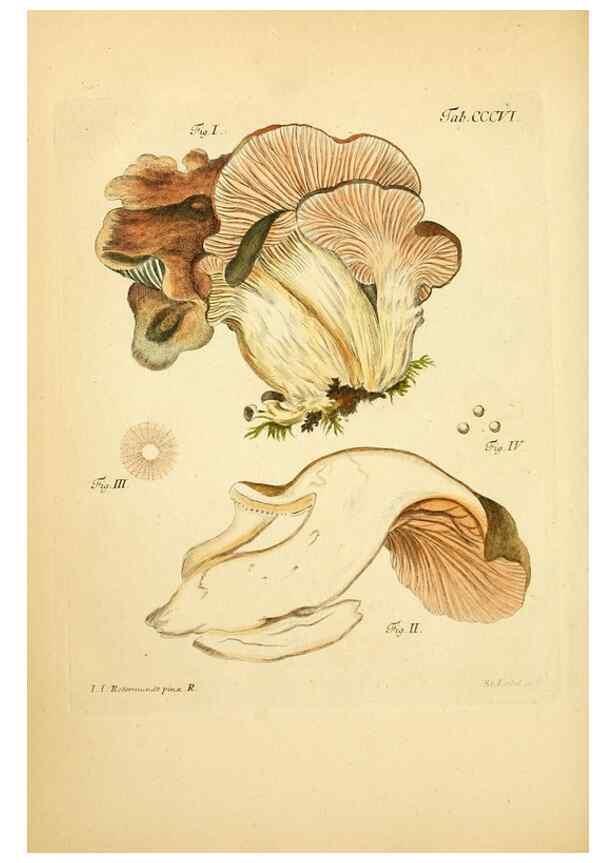 Reproducción/Reproduction 10315631113: Fungorum qui in Bavaria et Palatinatu circa Ratisbonam nascuntur icones, nativis coloribus expressae.. Erlangae,Apud J.J. Palmium,1800.