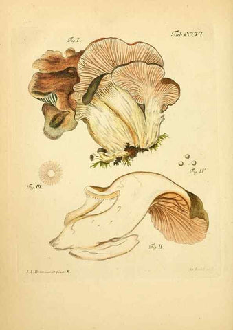 Reproducción/Reproduction 10315631113: Fungorum qui in Bavaria et Palatinatu circa Ratisbonam nascuntur icones, nativis coloribus expressae.. Erlangae,Apud J.J. Palmium,1800.