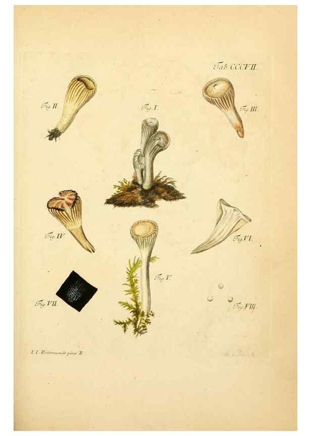 Reproducción/Reproduction 10315479865: Fungorum qui in Bavaria et Palatinatu circa Ratisbonam nascuntur icones, nativis coloribus expressae.. Erlangae,Apud J.J. Palmium,1800.
