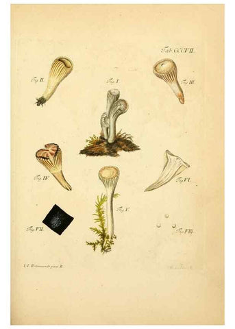 Reproducción/Reproduction 10315479865: Fungorum qui in Bavaria et Palatinatu circa Ratisbonam nascuntur icones, nativis coloribus expressae.. Erlangae,Apud J.J. Palmium,1800.