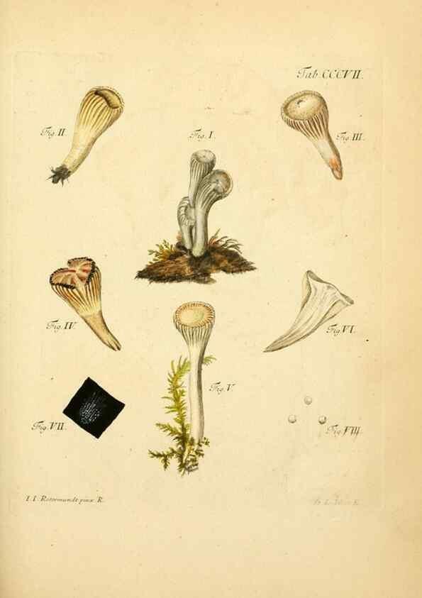 Reproducción/Reproduction 10315479865: Fungorum qui in Bavaria et Palatinatu circa Ratisbonam nascuntur icones, nativis coloribus expressae.. Erlangae,Apud J.J. Palmium,1800.