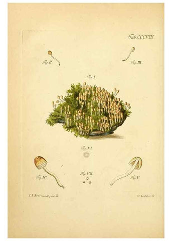 Reproducción/Reproduction 10315506286: Fungorum qui in Bavaria et Palatinatu circa Ratisbonam nascuntur icones, nativis coloribus expressae.. Erlangae,Apud J.J. Palmium,1800.
