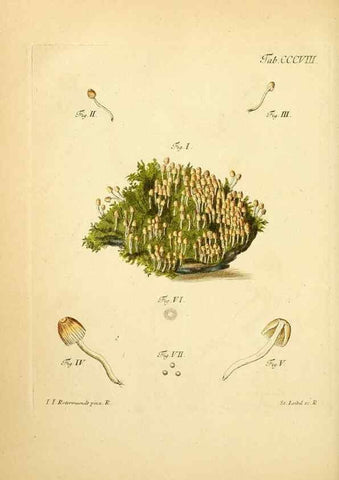 Reproducción/Reproduction 10315506286: Fungorum qui in Bavaria et Palatinatu circa Ratisbonam nascuntur icones, nativis coloribus expressae.. Erlangae,Apud J.J. Palmium,1800.