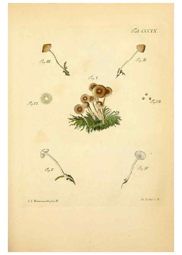 Reproducción/Reproduction 10315648893: Fungorum qui in Bavaria et Palatinatu circa Ratisbonam nascuntur icones, nativis coloribus expressae.. Erlangae,Apud J.J. Palmium,1800.
