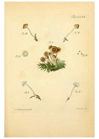 Reproducción/Reproduction 10315648893: Fungorum qui in Bavaria et Palatinatu circa Ratisbonam nascuntur icones, nativis coloribus expressae.. Erlangae,Apud J.J. Palmium,1800.