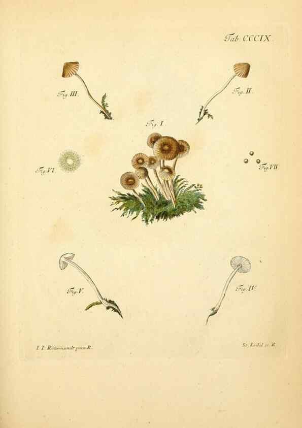 Reproducción/Reproduction 10315648893: Fungorum qui in Bavaria et Palatinatu circa Ratisbonam nascuntur icones, nativis coloribus expressae.. Erlangae,Apud J.J. Palmium,1800.