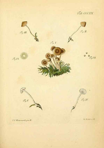 Reproducción/Reproduction 10315648893: Fungorum qui in Bavaria et Palatinatu circa Ratisbonam nascuntur icones, nativis coloribus expressae.. Erlangae,Apud J.J. Palmium,1800.