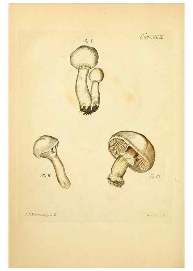 Reproducción/Reproduction 10315493265: Fungorum qui in Bavaria et Palatinatu circa Ratisbonam nascuntur icones, nativis coloribus expressae.. Erlangae,Apud J.J. Palmium,1800.