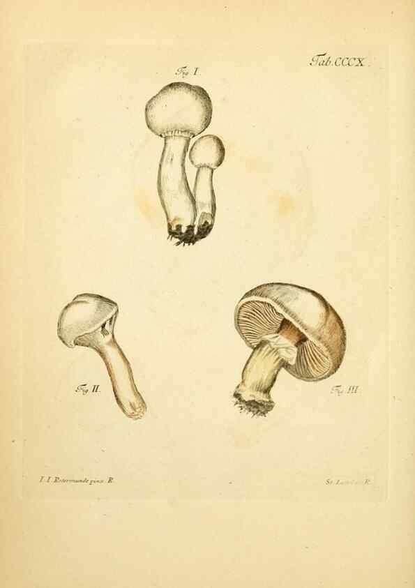 Reproducción/Reproduction 10315493265: Fungorum qui in Bavaria et Palatinatu circa Ratisbonam nascuntur icones, nativis coloribus expressae.. Erlangae,Apud J.J. Palmium,1800.