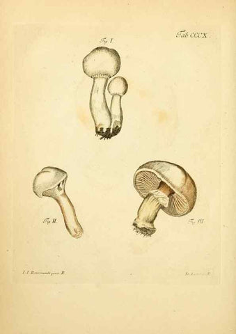 Reproducción/Reproduction 10315493265: Fungorum qui in Bavaria et Palatinatu circa Ratisbonam nascuntur icones, nativis coloribus expressae.. Erlangae,Apud J.J. Palmium,1800.