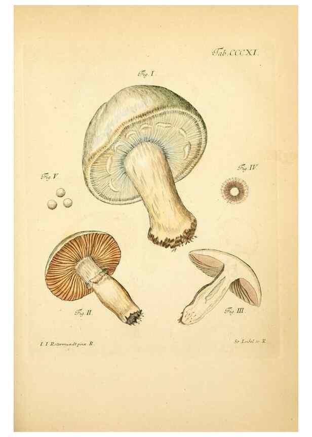 Reproducción/Reproduction 10315471754: Fungorum qui in Bavaria et Palatinatu circa Ratisbonam nascuntur icones, nativis coloribus expressae.. Erlangae,Apud J.J. Palmium,1800.