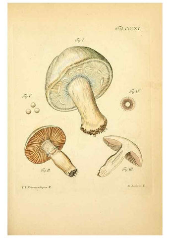 Reproducción/Reproduction 10315471754: Fungorum qui in Bavaria et Palatinatu circa Ratisbonam nascuntur icones, nativis coloribus expressae.. Erlangae,Apud J.J. Palmium,1800.