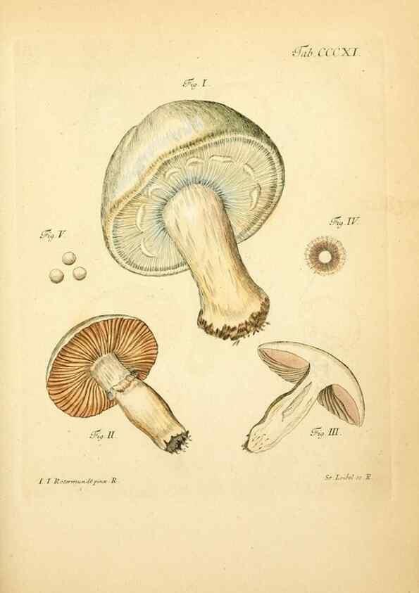 Reproducción/Reproduction 10315471754: Fungorum qui in Bavaria et Palatinatu circa Ratisbonam nascuntur icones, nativis coloribus expressae.. Erlangae,Apud J.J. Palmium,1800.