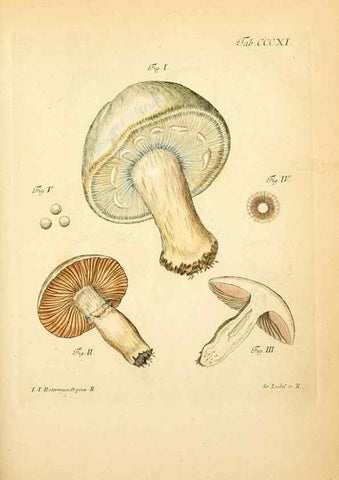 Reproducción/Reproduction 10315471754: Fungorum qui in Bavaria et Palatinatu circa Ratisbonam nascuntur icones, nativis coloribus expressae.. Erlangae,Apud J.J. Palmium,1800.