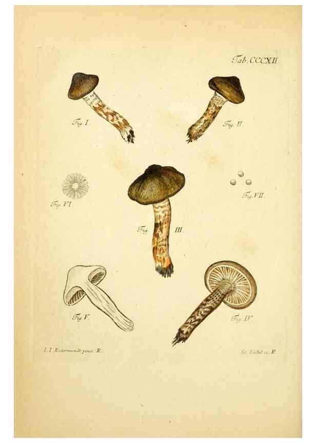 Reproducción/Reproduction 10315523866: Fungorum qui in Bavaria et Palatinatu circa Ratisbonam nascuntur icones, nativis coloribus expressae.. Erlangae,Apud J.J. Palmium,1800.